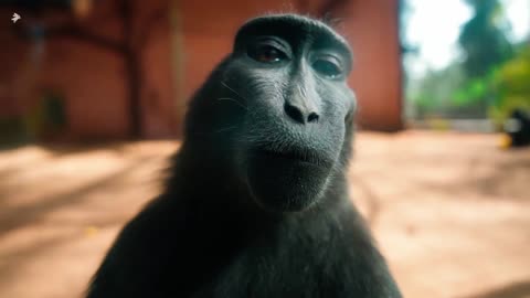 ##cute CHIMPANZEE reaction funny ##special video