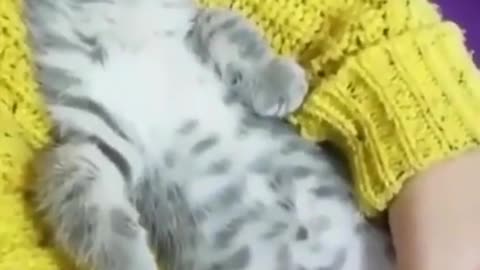 funny cats