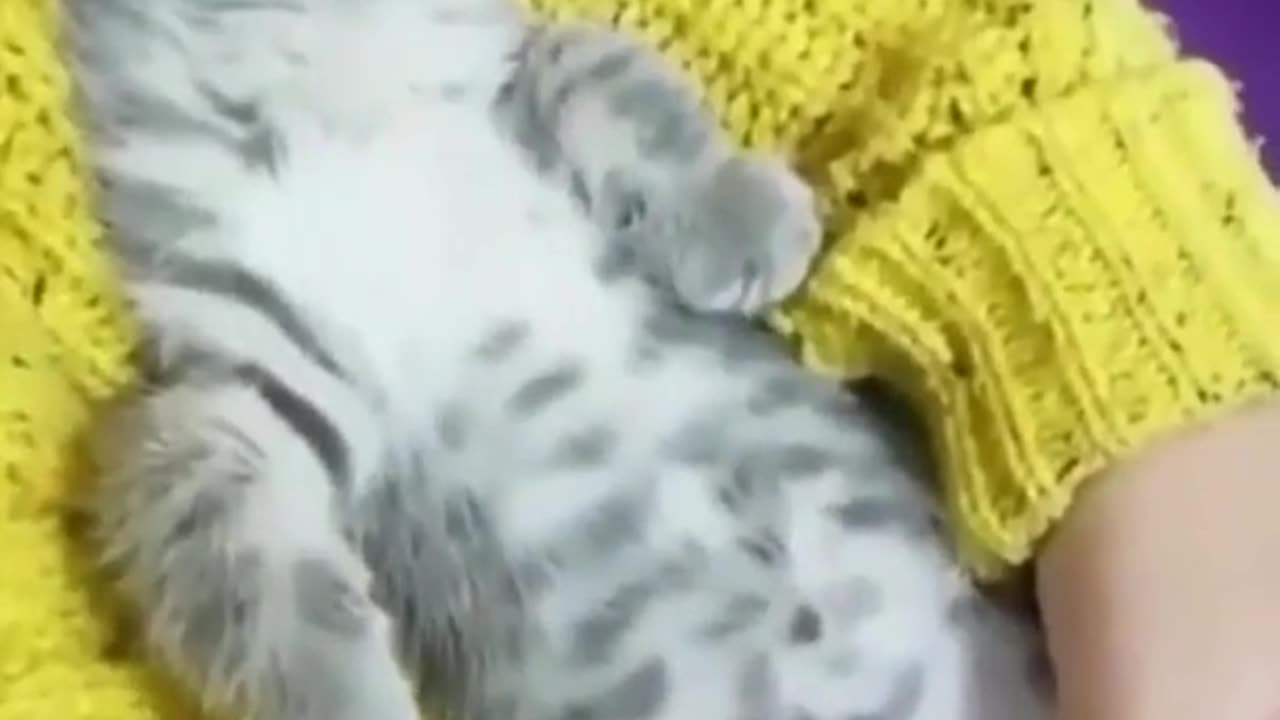 funny cats