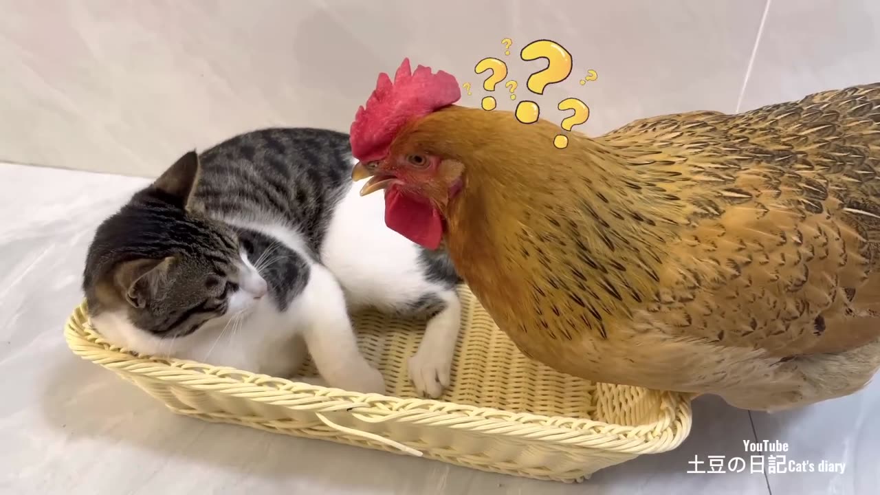 The hen wants to sleep with the kittens!The kitten was very angry and broke up!😿(part 105)