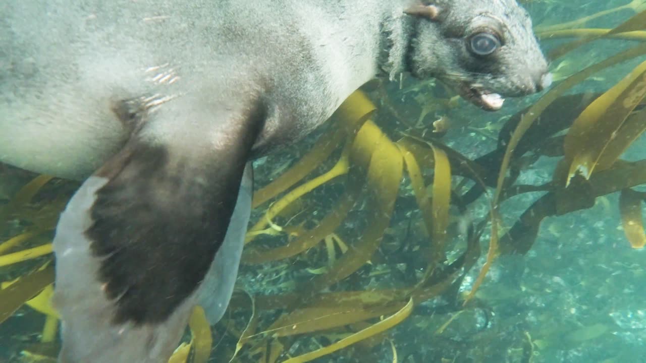 Seal Swimming Underwater