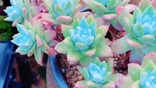 Colorful succulents.☺️