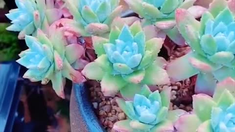 Colorful succulents.☺️