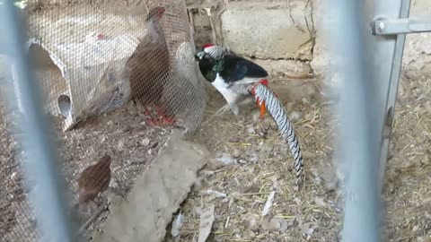 Gambel and Valley quail chicks