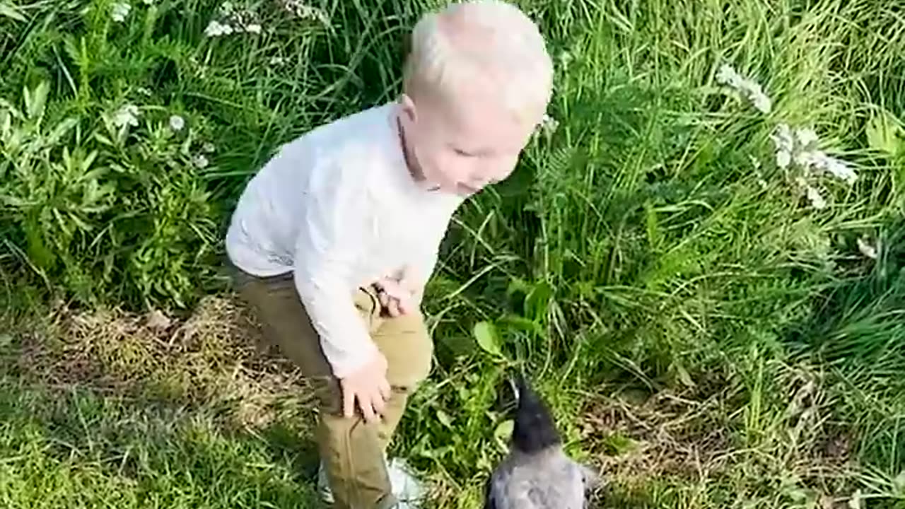 Crow Named Russell Waits For His Favorite Kid To Get Home From School