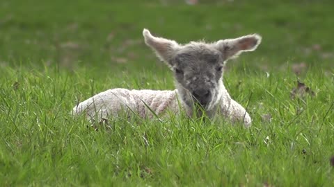 Lamb best video must watch