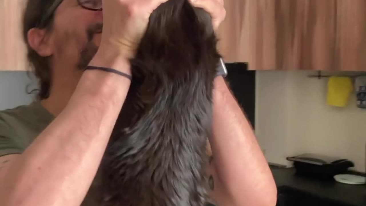 Stretch Cat