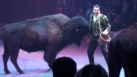 Circus. The show of different animals. Bisons, kangaroos, ostriches & giraffe