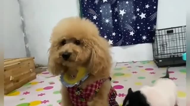 Love me or pig? #dog #puppy #dogs #doglove #collar #dogcollar #foryou #fyp