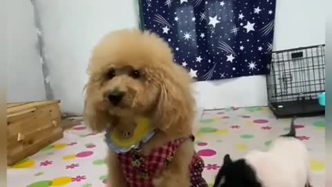 Love me or pig？ #dog #puppy #dogs #doglove #collar #dogcollar #foryou #fyp