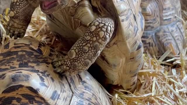 # tortoise #strangepets #reptiles # Thank you for attention