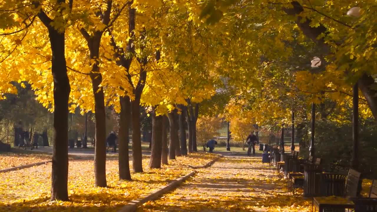 Enchanting Autumn Forests with Beautiful Piano Music