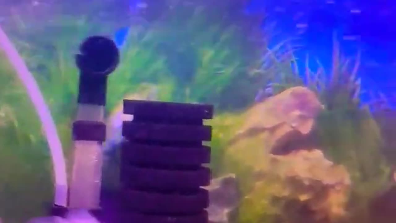 Ss fish hobby fish tank 🐠 #fish