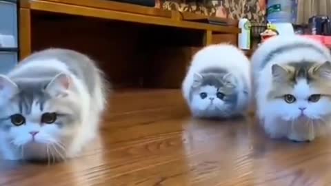 Funny cute cats