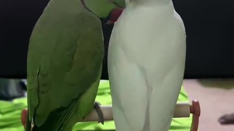 Talking parrot