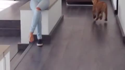 Cute lion ❤️