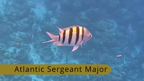 Atlantic Sergeant Major