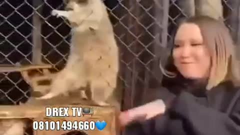 This Animal has been imitating the lady to dance.