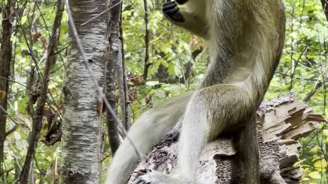 Monkey