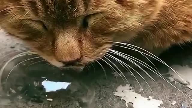 funny cats