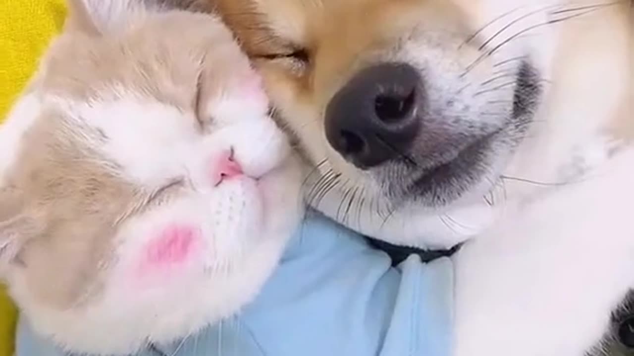 Purrfect Partners: A Tale of Cat and Dog Friendship