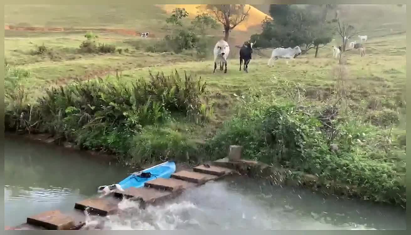 Man Narrowly Escapes Charging Cattle