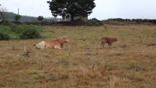 Cow and calf in field