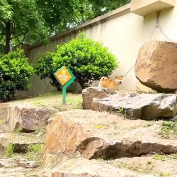 Cat and Dog funny video |Funny animal videos| try not to laugh