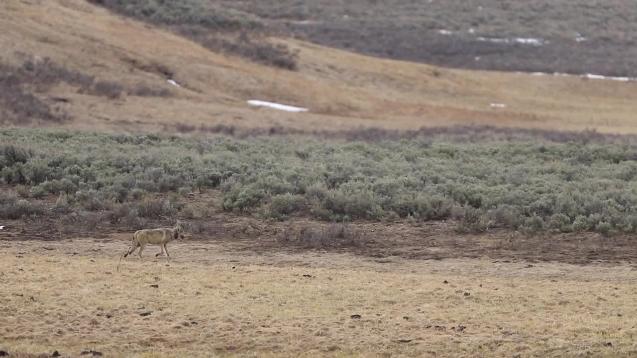 Photographing Wolves in Yellowstone National Park