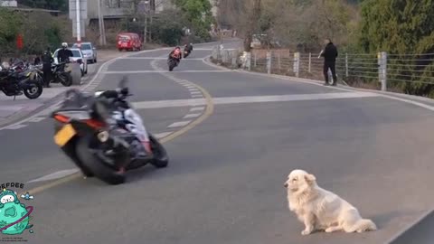 Dog learn to bend in corners