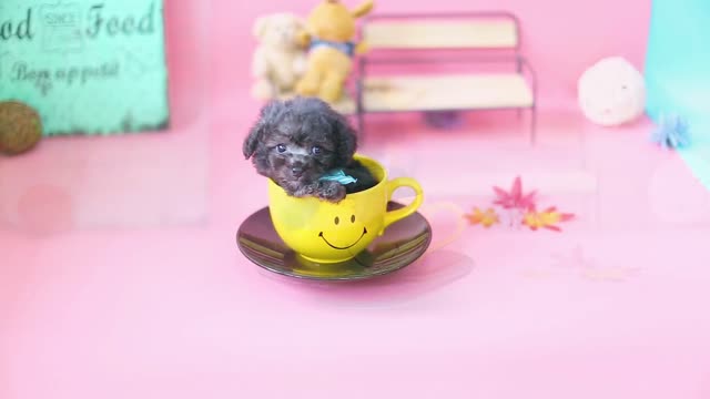 Adorable Poodle True Doll Face-Teacup Puppies