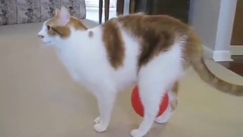 Staticy Cat vs Balloon 😾