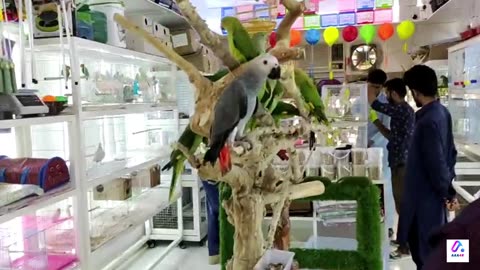 A Visit to the Birds Market, Sharjah United Arab Emirates| Nature | Birds | Pet Animals