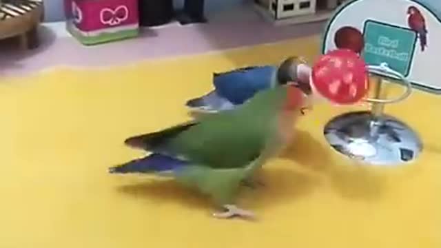 Best and Funny Parrots and Cute Birds Compilation (2021) - Cutest Parrots