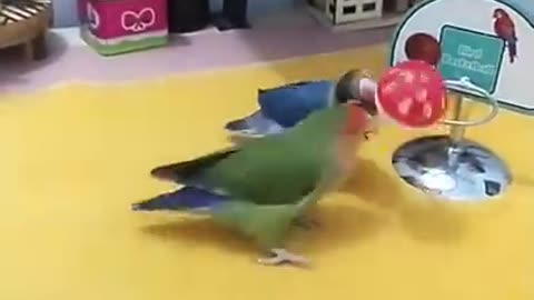 Best and Funny Parrots and Cute Birds Compilation (2021) - Cutest Parrots