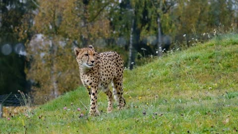 Wild animal predator cheetah