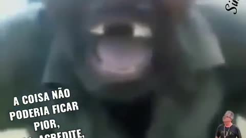 Funny vídeo.
