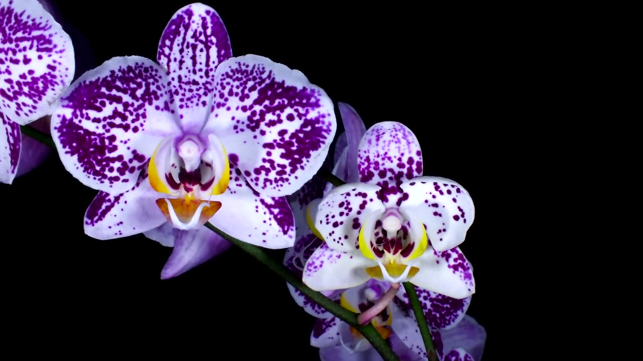 Time-Lapse Flowers Bloom Before Your Eyes