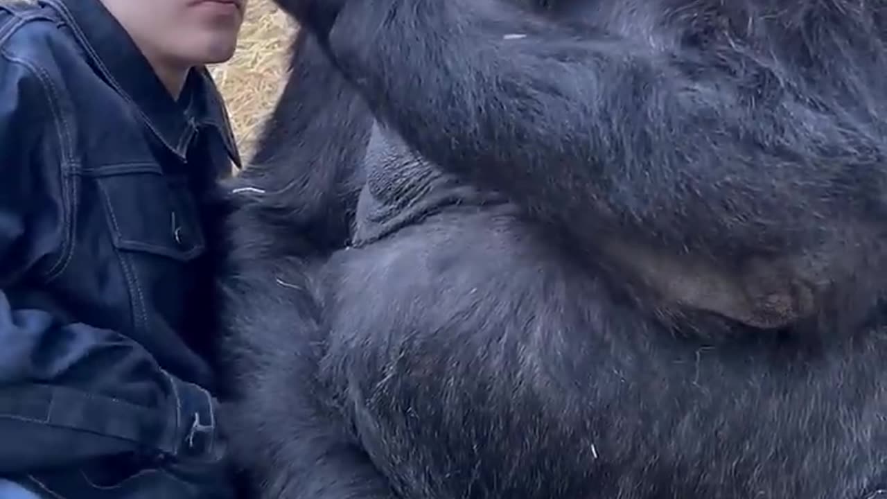 Gorillas