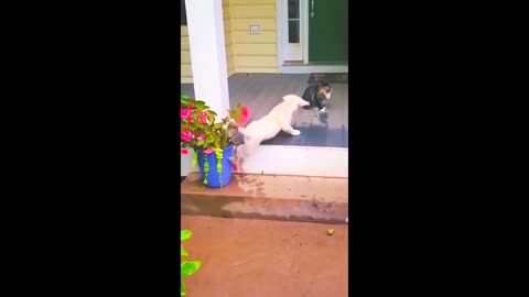 Funny animal videos | funny cat and dogs videos | funny videos 2023 | funny videos for kids #1