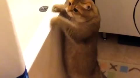 love cat