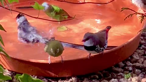 Finches, softbills and canary birds bathing and enjoying life🤩☀️ #nature #bird #birds #animals