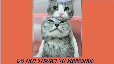 Funny Pet videos compilation!