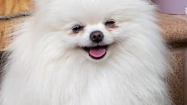 pet animal dog 🐶| pet dog|cute dog | fuuny animal|