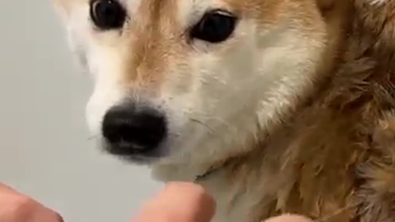 Shiba at 1% of shiba scream power.