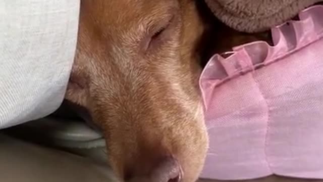 Dog Snores And Sleeps On Couch As Tiny Dog Sits On Top Of Them