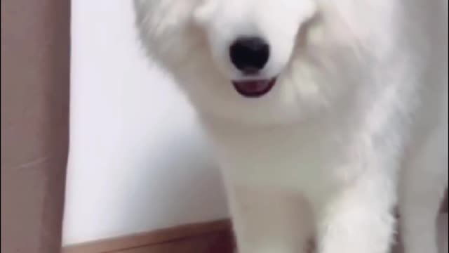 Funny dogs complIlation#8🐕most viral dog video