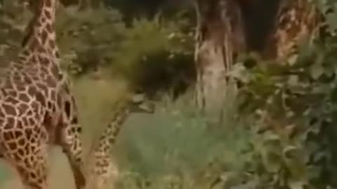 Lion vs Giraffe: Clash of Titans in the Savannah