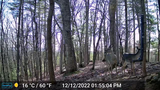 The Woods – 12/13/2022