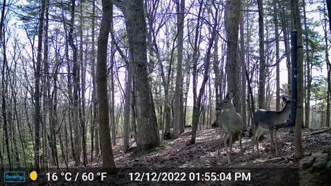 The Woods – 12/13/2022